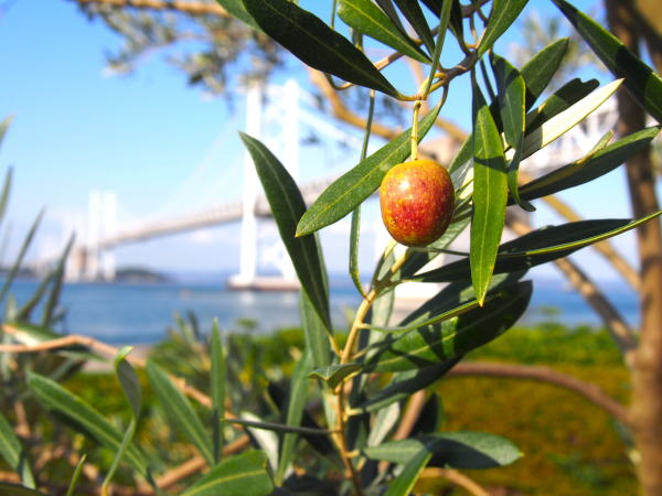 瀬戸大橋とオリーブ実
