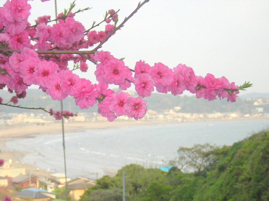 鎌倉春の花