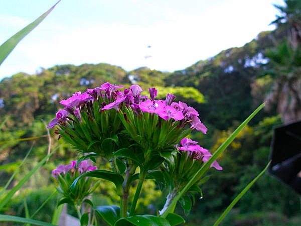 �n�}�i�f�V�R�Ԏʐ^