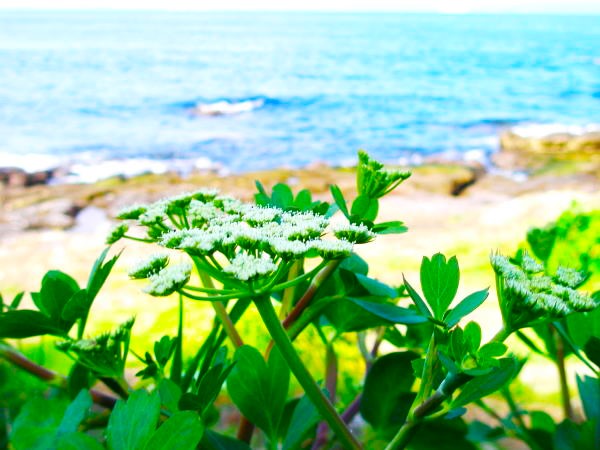 ハマボウフウ花