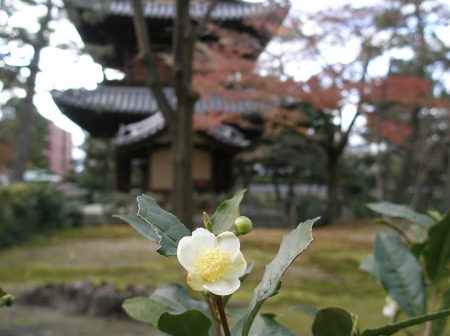 建仁寺　茶の花