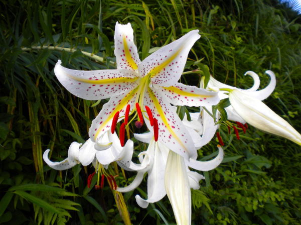 ヤマユリ花化粧坂