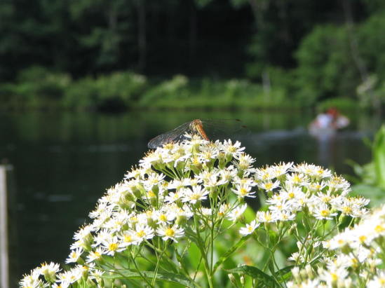 木戸池湖畔のゴマナの花　写真