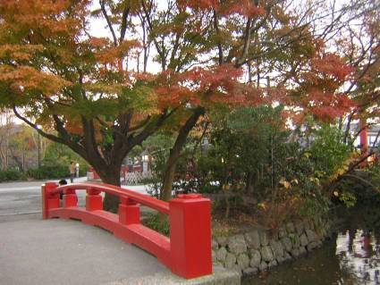 鎌倉鶴岡八幡宮太鼓橋とケヤキの紅葉　写真