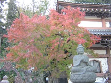 鎌倉長谷寺境内仏様とカエデの紅葉写真