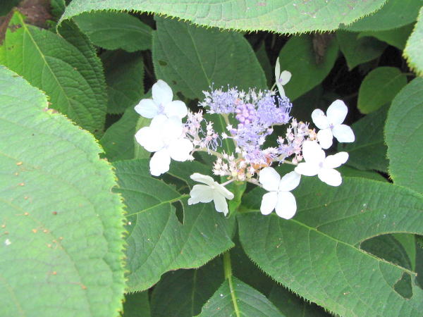 タマアジサイ花