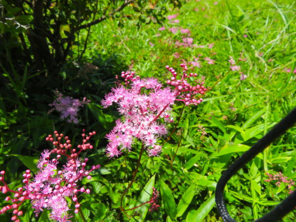 シモツケソウ花