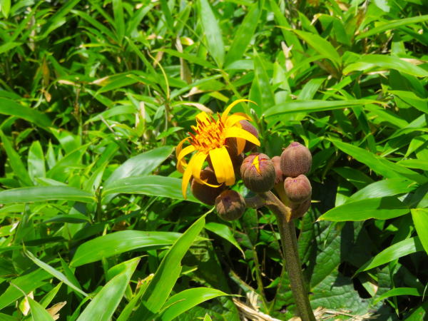 マルバダケブキ花