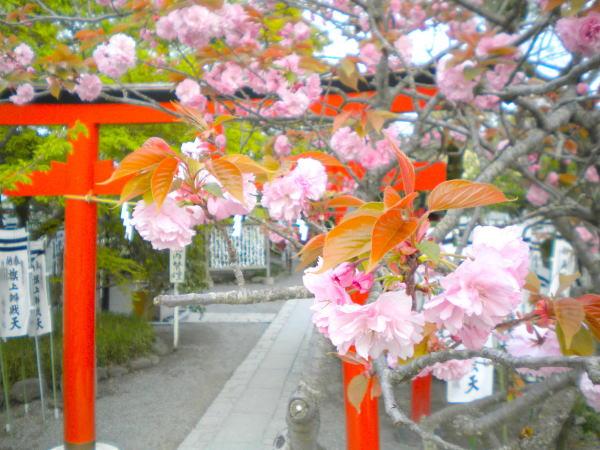 鎌倉旗上神社ヤエザクラ花画像