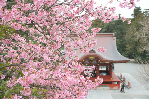 鶴岡八幡宮カワヅザクラ花画像