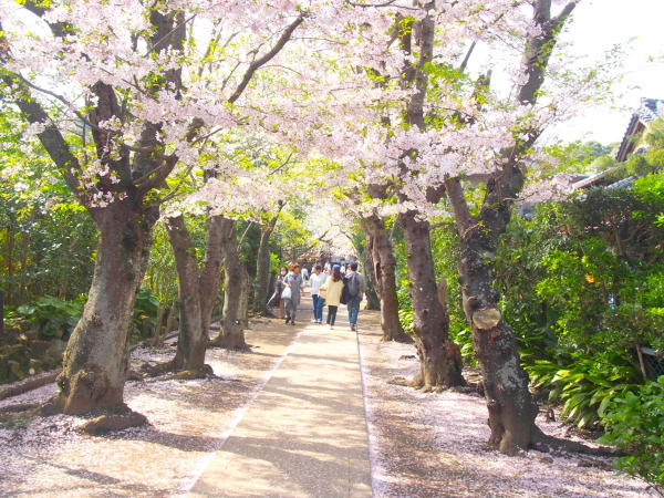 鎌倉極楽寺サクラ花画像