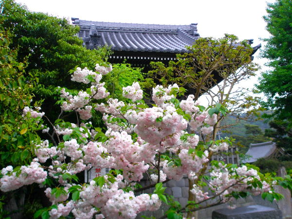 鎌倉本覚寺ヤエザクラ花画像