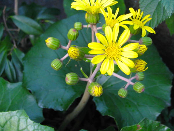 �c���u�L��