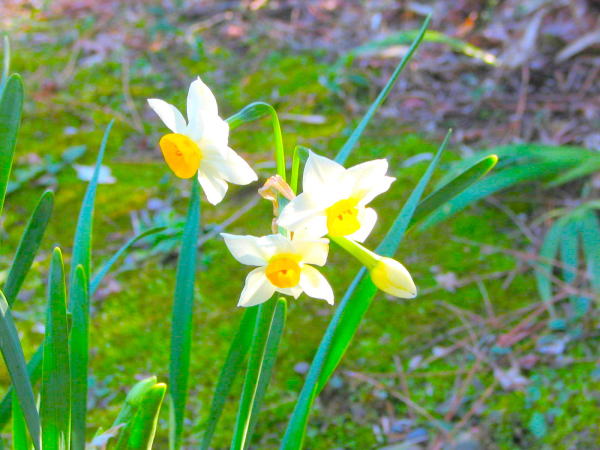 �X�C�Z���Ԑ���