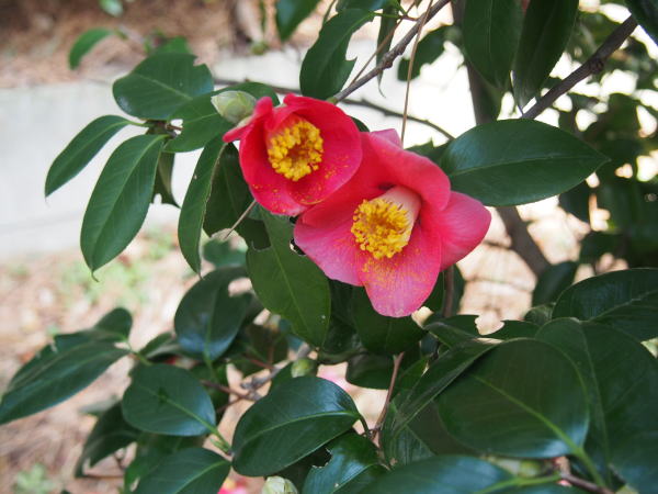 ���u�c�o�L��