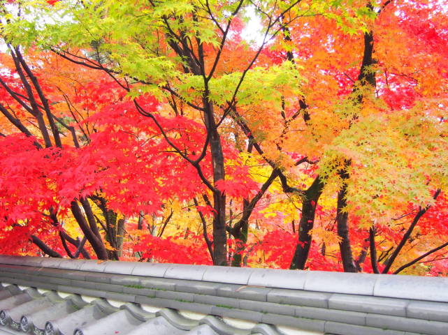 京都紅葉画像