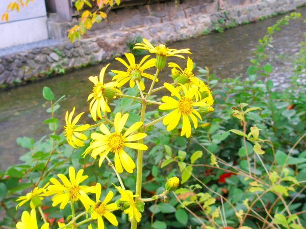 �c���u�L�ԋ��s����