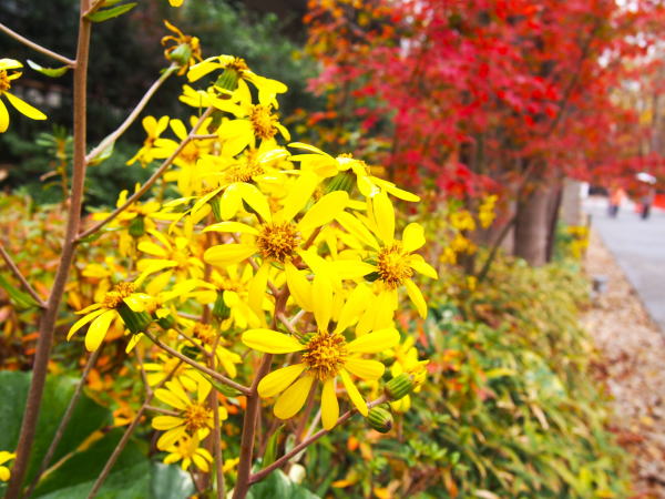 �c���u�L�ԋ��s