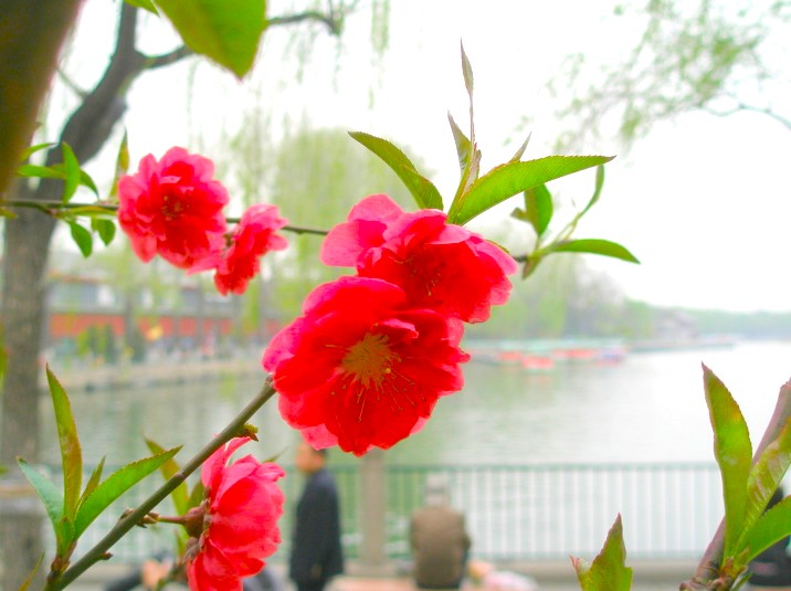 �k�C���������ԉ摜