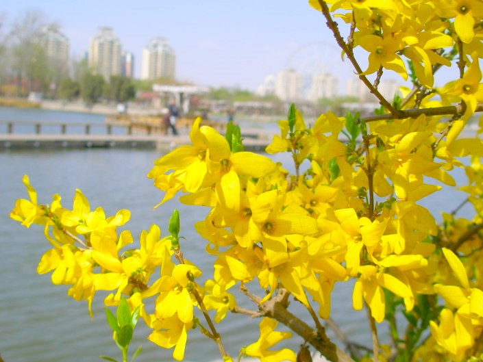 �V�Ã����M���E�ԉ摜