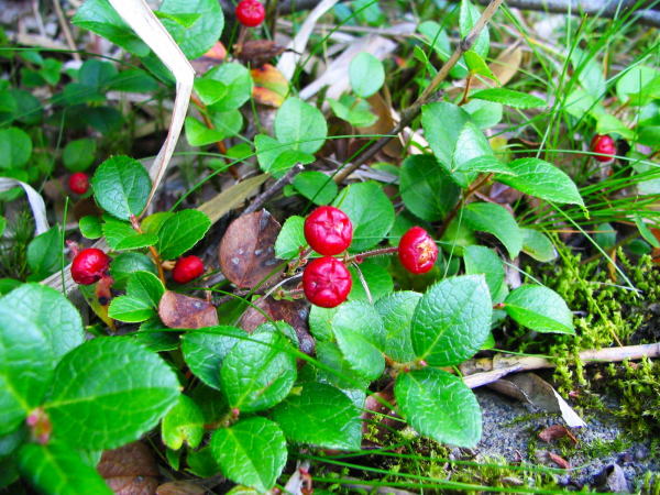 ��������A�J���m��