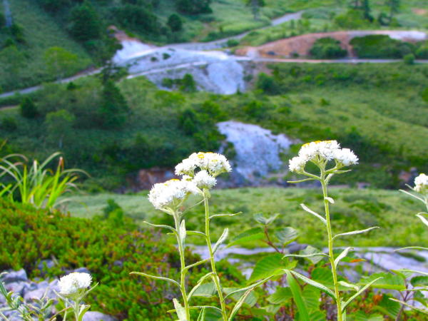 �������򃄃}�n�n�R��