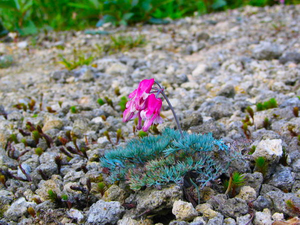 ��������R�}�N�T��