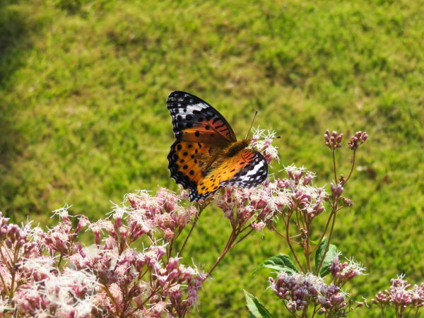 �t�W�o�J�}�̉ԂɂƂ܂�c�}�O���q���E������