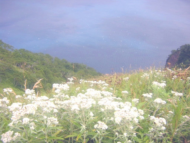 摩周湖に咲くヤマハハコ花写真