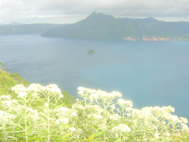 摩周湖に咲くヤマハハコ花写真