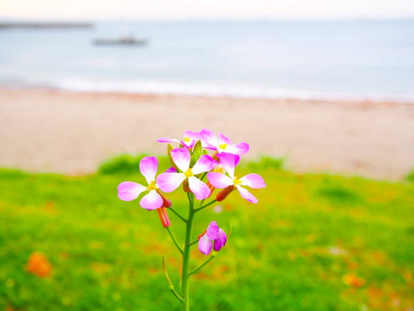 三浦半島ハマダイコン花