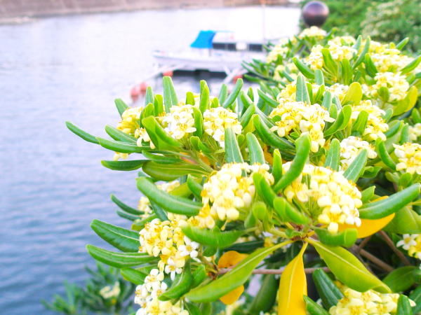 三浦半島逗子海岸