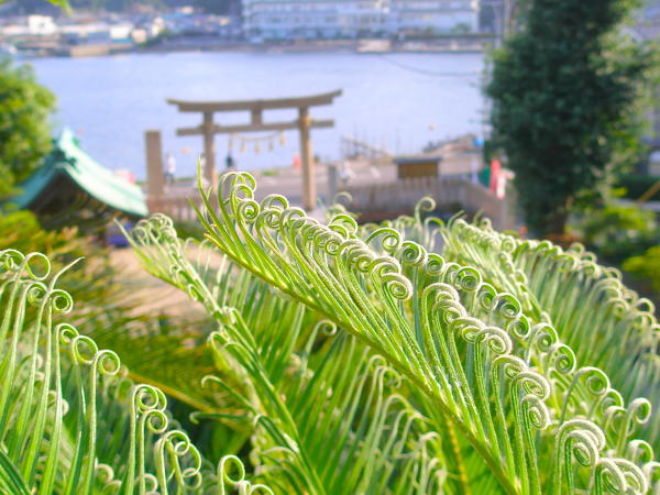 三浦半島叶神社
