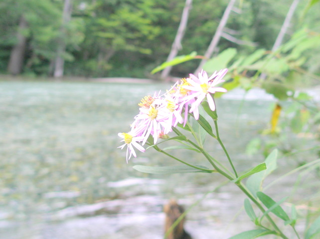 梓川河畔に咲くノコンギク花画像