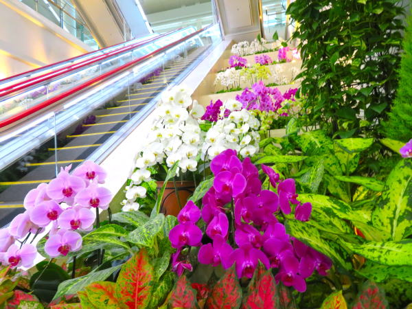 那覇空港熱帯植物