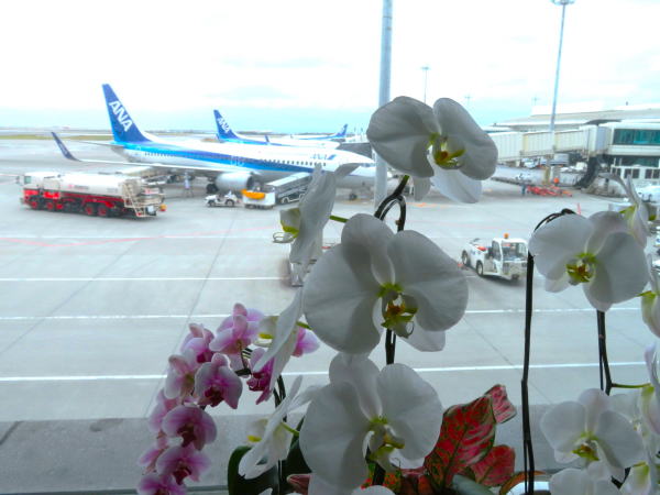 那覇空港コチョウラン花