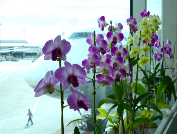 那覇空港デンファレ花