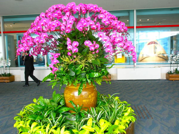 那覇空港コチョウラン花