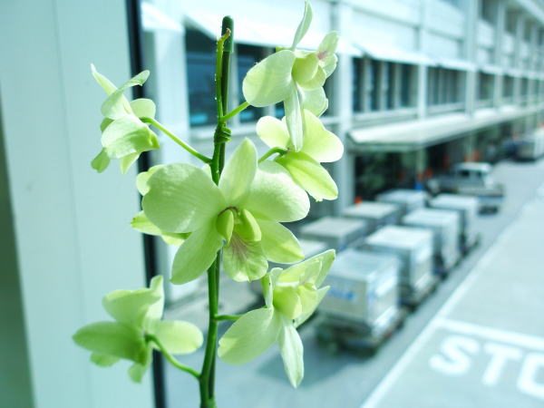 那覇空港デンファレ花と航空貨物