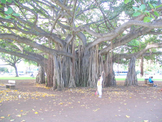 ガジュマル木画像Ficus