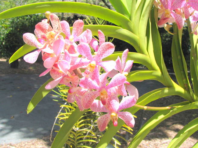 バンダ蘭花画像
