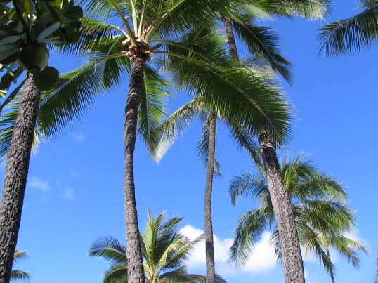 オアフ島の青い空とヤシの木写真