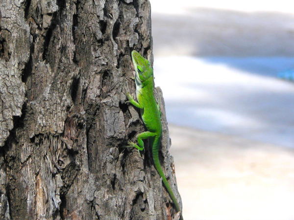ワイキキビーチのヤシの木のトカゲとオアフ島の海