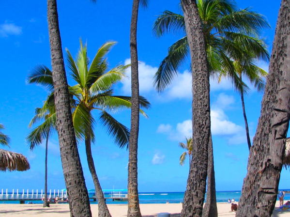 ワイキキビーチとヤシの木