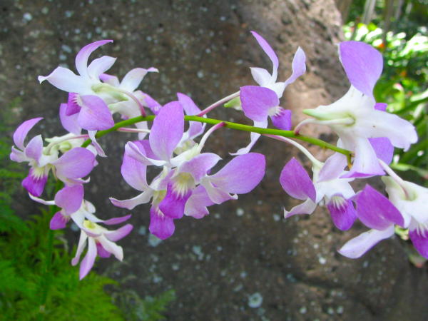 オアフ島の海辺の黒い溶岩とデンファレ花