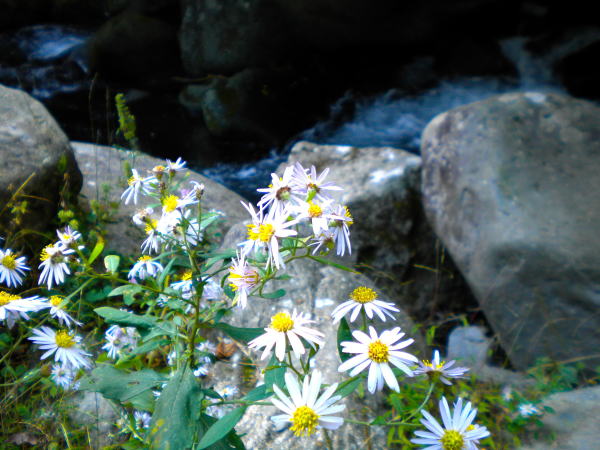 踊り子の宿福田屋近くに咲くノコンギク花