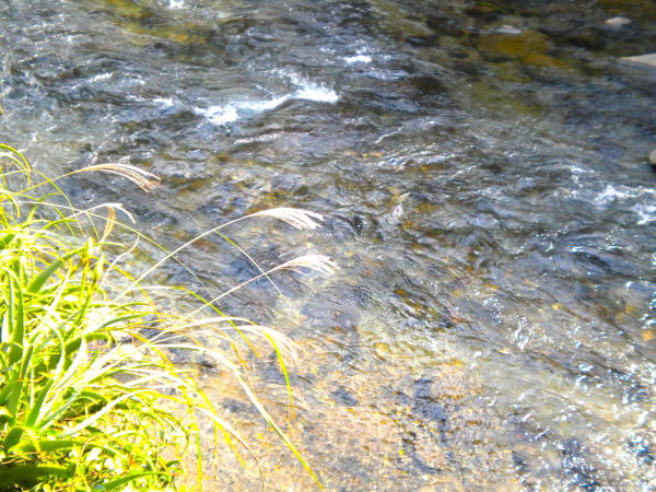 踊り子の宿福田屋渡り橋から眺めるススキと河津川