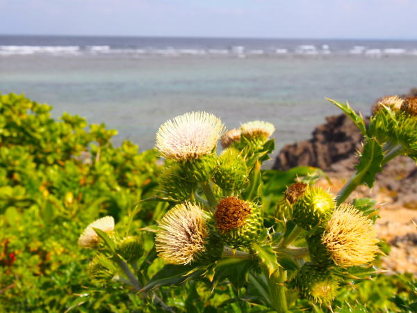 沖縄の海シマアザミ花