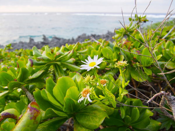 沖縄の海イソノギク花