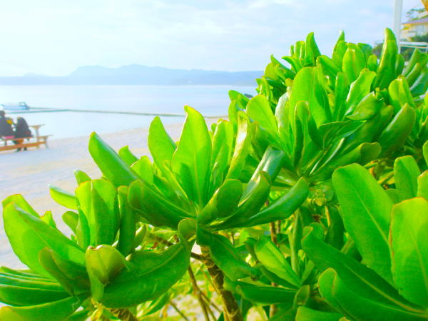 沖縄の海クサトベラ葉